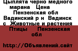 Цыплята черно-медного марана › Цена ­ 200 - Пензенская обл., Вадинский р-н, Вадинск с. Животные и растения » Птицы   . Пензенская обл.